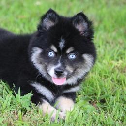 Maya - Black and white female Pomsky puppy in Junction City, Ohio from JC Pups