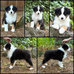 Black tri male - Black tri-color male Australian Shepherd puppy in Castle Rock, Washington from Zoolo Kennels “HOF”