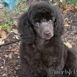 Poodle Puppies from Anna-Ash Poodles