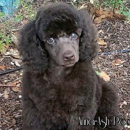 Poodle Puppies from Anna-Ash Poodles
