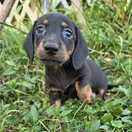 Arlo - Black and tan male Dachshund puppy in Atwater, Ohio from Ivy Willow Dachshunds