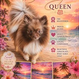 Brooklynn - Pomeranian