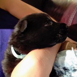 German Shepherd Puppies from Rose Valley German Shepherds