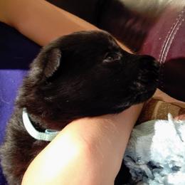 German Shepherd Puppies from Rose Valley German Shepherds