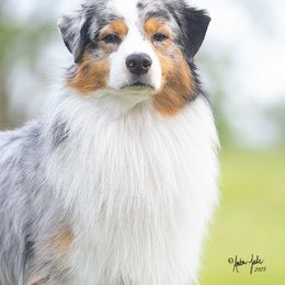 Jackson - Australian Shepherd