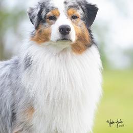 Jackson - Australian Shepherd