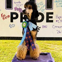Suede - Poodle