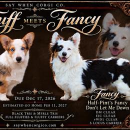 Pembroke Welsh Corgi puppies from Say When Corgi Co.