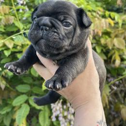 AKC BRINDLE BOY - Meet Crumbl - Brindle male French Bulldog puppy in Spanaway, Washington from Beloved Frenchies
