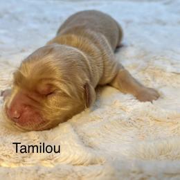 Tamilou - Golden female Golden Retriever puppy in New Ringgold, Pennsylvania from Hawk Mountain Doodles