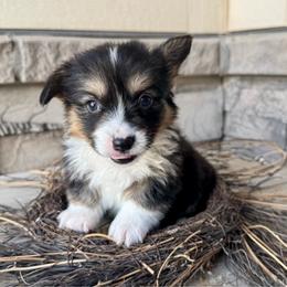 Deegz - Black and tan male Pembroke Welsh Corgi puppy in Benjamin, Utah from Nuna’s  Corgis