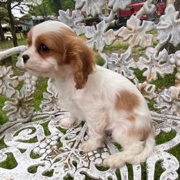 Cavalier King Charles Spaniel Puppies from Lily of the Valley Cavaliers
