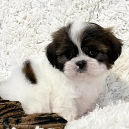 AKC Lucy - Tricolor female Shih Tzu puppy in Greenville, South Carolina from Babyface Shih Tzu