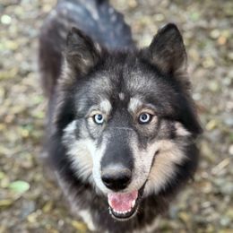 Storm - Siberian Husky