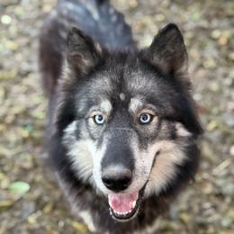 Storm - Siberian Husky