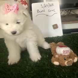 Purple - White and biscuit female Samoyed puppy in Colorado Springs, Colorado from T&M Samoyeds