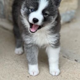 Pomsky Puppies from Ponderosa Pomskies