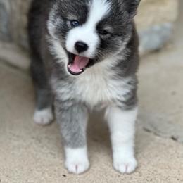 Pomsky Puppies from Ponderosa Pomskies