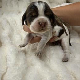Aqua girl - Tri-Roan female English Springer Spaniel puppy in Fairfield, California from Goldridge Springers