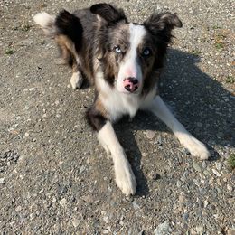 Border Collie Puppies from Burke BC’s