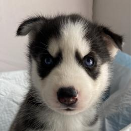 Black Collar - Black and white male Siberian Husky puppy in Bakersfield, California from Lotus Husky Pack