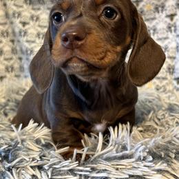 Dachshund Puppies from Ace’s Doxies