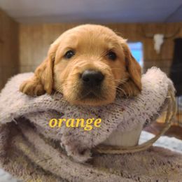 Boy 3 - Golden Golden Retriever puppy in Valley, Washington from Enchanted Valley Paws
