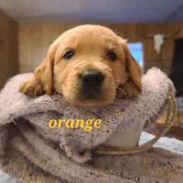 Boy 3 - Golden Golden Retriever puppy in Valley, Washington from Enchanted Valley Paws