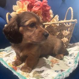 Rusty - Sable male Dachshund puppy in Saint Peter, Illinois from Ashton’s Doxies of Southern IL
