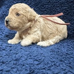 Girl mauve - Apricot female Poodle puppy in Tupelo, Mississippi from Ruby D. Farms