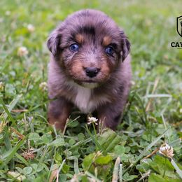 Jazz - Blue merle Australian Shepherd puppy in Kentucky from Caywood Aussies