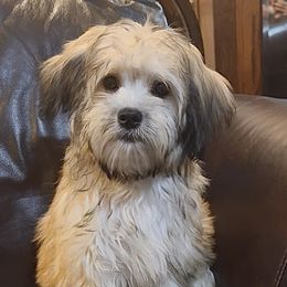 Gracie - Gold sable female Havanese puppy in Lancaster, South Carolina from 3 Bs Havanese-PUPPIES with  PURPOSE