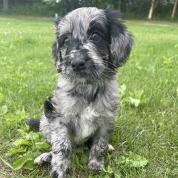 Girl 4 - Goldendoodle puppy in Palmer, Alaska from Northern Aussiedoodles