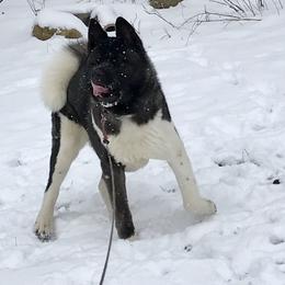 Ava - Akita