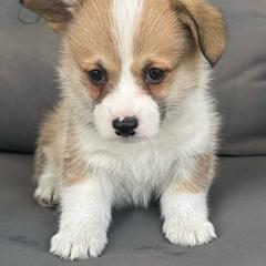 Stanley - Red male Pembroke Welsh Corgi puppy in Urbana, Ohio from Edgewood Farm and Kennel
