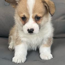 Stanley - Red male Pembroke Welsh Corgi puppy in Urbana, Ohio from Edgewood Farm and Kennel
