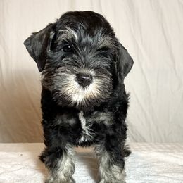 Giant Schnauzers and Miniature Schnauzers from Kalidor Kennels