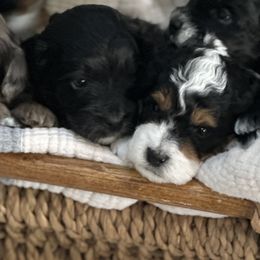 Aussiedoodles, Miniature Australian Shepherds, and Toy Australian Shepherds from Forever Aussies and A Doodle