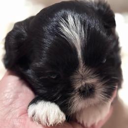 Puppy 2 - Black and white male Shih Tzu puppy in Sarasota, Florida from Platinum Paws Puppies