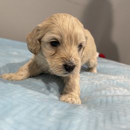 Cockapoo and Pomeranian Puppies from Luna Kennel