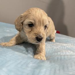 Cockapoo and Pomeranian Puppies from Luna Kennel