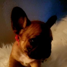 French Bulldog Puppies from Ma Chérie French Bulldogs