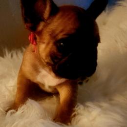 French Bulldog Puppies from Ma Chérie French Bulldogs
