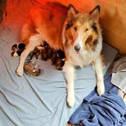 Tazzie - Collie