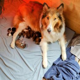 Tazzie - Collie