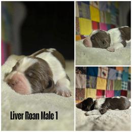 Roan male 1 - Liver white and roan male English Springer Spaniel puppy in Jesup, Georgia from 31 Pines Kennels