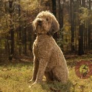 Poppy of FFK - Whoodle