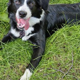 Border Collie Puppies from Trailblazer Border Collies