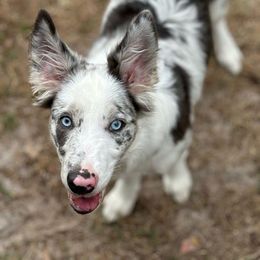 American Corgi, Border Collie, and Pembroke Welsh Corgi Puppies from Cowtown Corgis & Border Collies