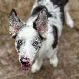 American Corgi, Border Collie, and Pembroke Welsh Corgi Puppies from Cowtown Corgis & Border Collies